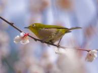 Девушка Весна птица, зеленая, ветка, цветение, небо обои рабочий стол