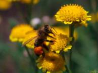 Девушка Весна оса, насекомые, цветок, пыльца,  поле, луг обои рабочий стол