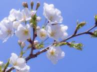 Девушка Весна вишня, сакура, белые, белоснежные, цветы, цветение обои рабочий стол
