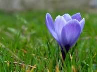 Девушка Весна крокус, первоцвет, синий, цветок, трава обои рабочий стол