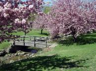 Девушка Весна сакура, мост, цветы, япония обои рабочий стол