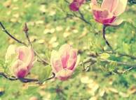 Девушка Весна сад, цветение, ветка, магнолия, свет обои рабочий стол