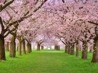 Девушка Весна деревья, цветение, лепестки, розовая, аллея обои рабочий стол