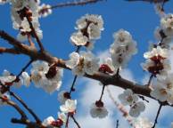 Девушка Весна абрикос, цветы, белый, цветение, ветка обои рабочий стол