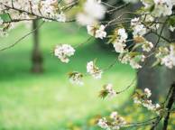 Девушка Весна белые цветы, зелень, деревья обои рабочий стол
