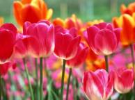 Девушка Весна цветы, тюльпаны обои рабочий стол