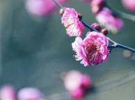 Девушка Весна сакура, цветы обои рабочий стол