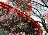Девушка Весна здание, храм, узоры, сакура, дерево, цветы обои рабочий стол