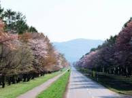 Девушка Весна дорога, знаки, япония, деревья, сакура обои рабочий стол