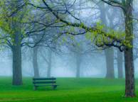 Девушка Весна парк, туман, трава, ветки обои рабочий стол