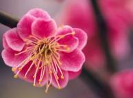 Девушка Весна цветок, розовый, сакура, ветка обои рабочий стол