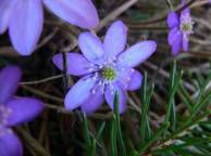 Девушка Весна цветы, фиолетовый обои рабочий стол