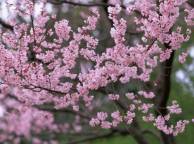 Девушка Весна сакура, розовые, цветы, лепестки, деревья обои рабочий стол