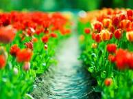 Девушка Весна плантация, тюльпаны, красный, тропа обои рабочий стол
