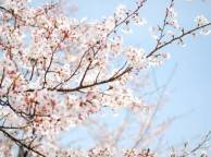 Девушка Весна дерево, цветение обои рабочий стол