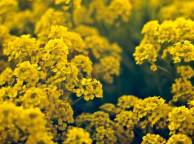 Девушка Весна цветы, жёлтые обои рабочий стол