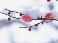 Девушка Весна япония, сакура, ветвь, снег обои рабочий стол