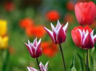 Девушка Весна растения, тюльпаны обои рабочий стол