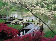 Девушка Весна сад, Япония, цветение, мостик, пруд, красота обои рабочий стол