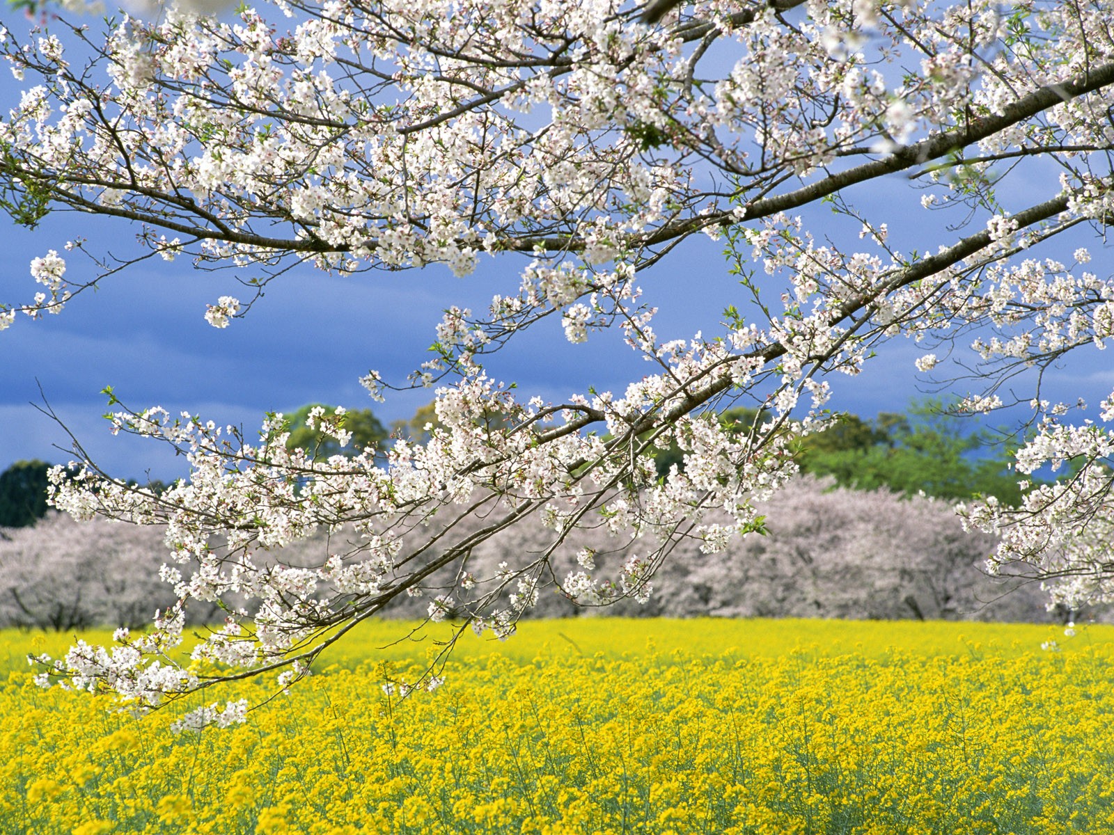 Природа, пейзаж Весна япония, поле красивые обои рабочий стол