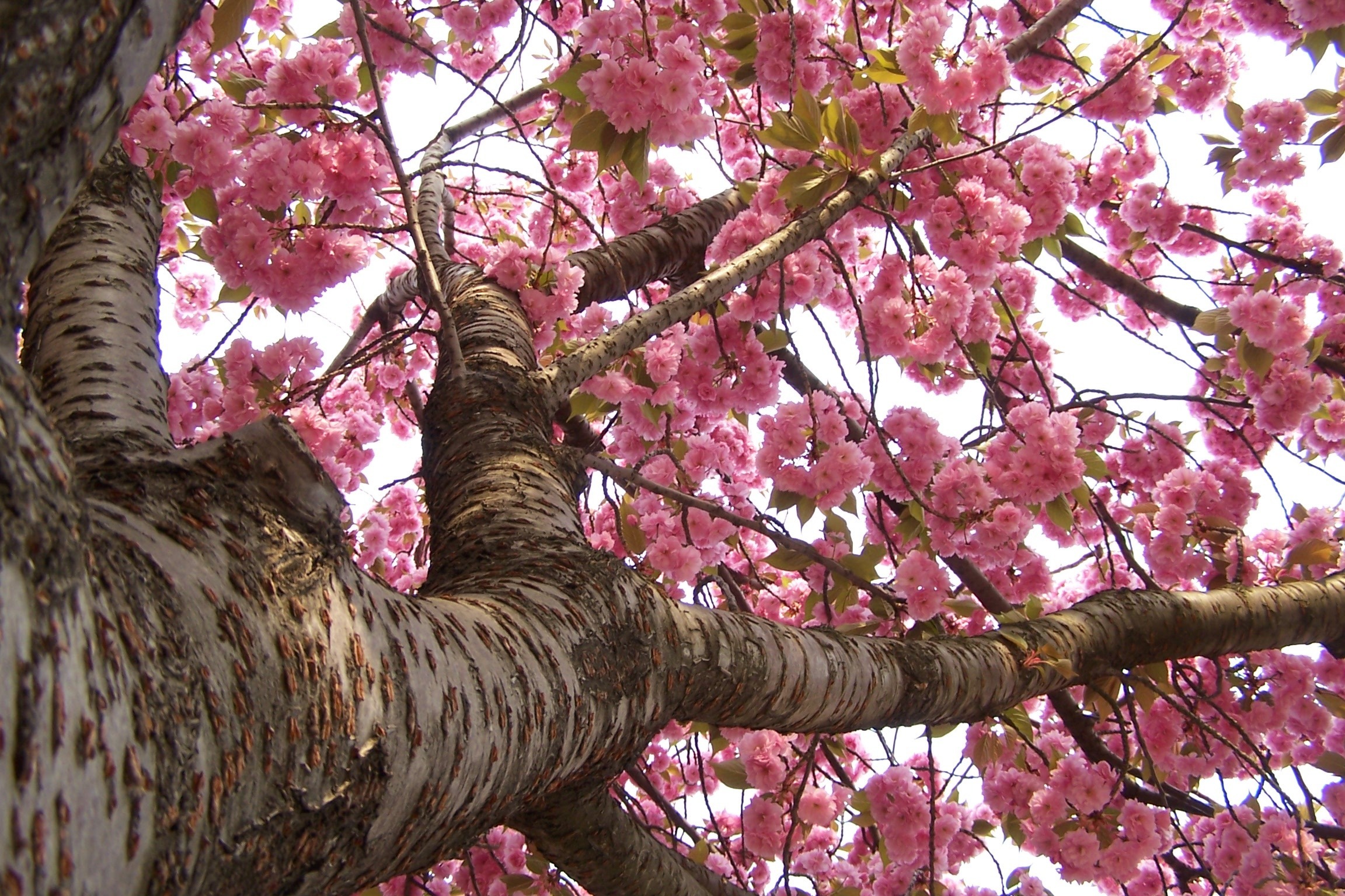 Природа, пейзаж Весна япония, сакура, цветение красивые обои рабочий стол