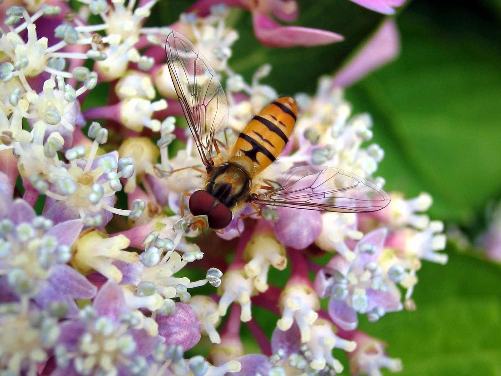 Природа, пейзаж Весна пчела, цветок красивые обои рабочий стол