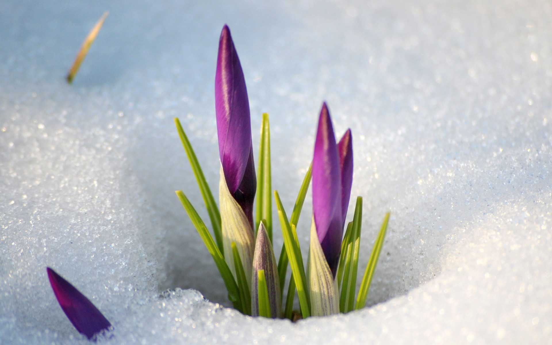 Природа, пейзаж Весна цветы, снег красивые обои рабочий стол
