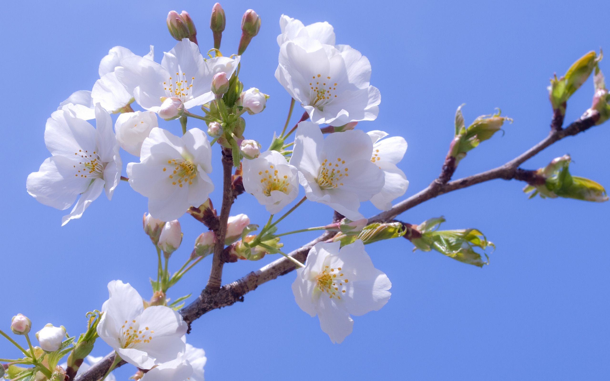 Природа, пейзаж Весна вишня, сакура, белые, белоснежные, цветы, цветение красивые обои рабочий стол