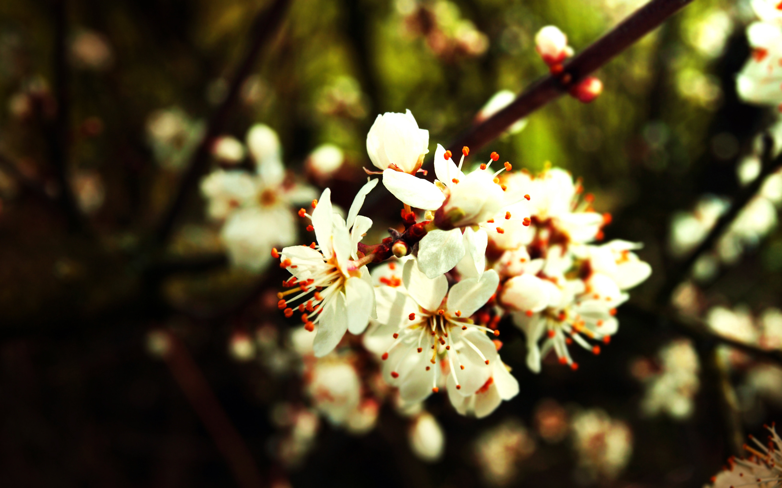Природа, пейзаж Весна сад, цвет красивые обои рабочий стол