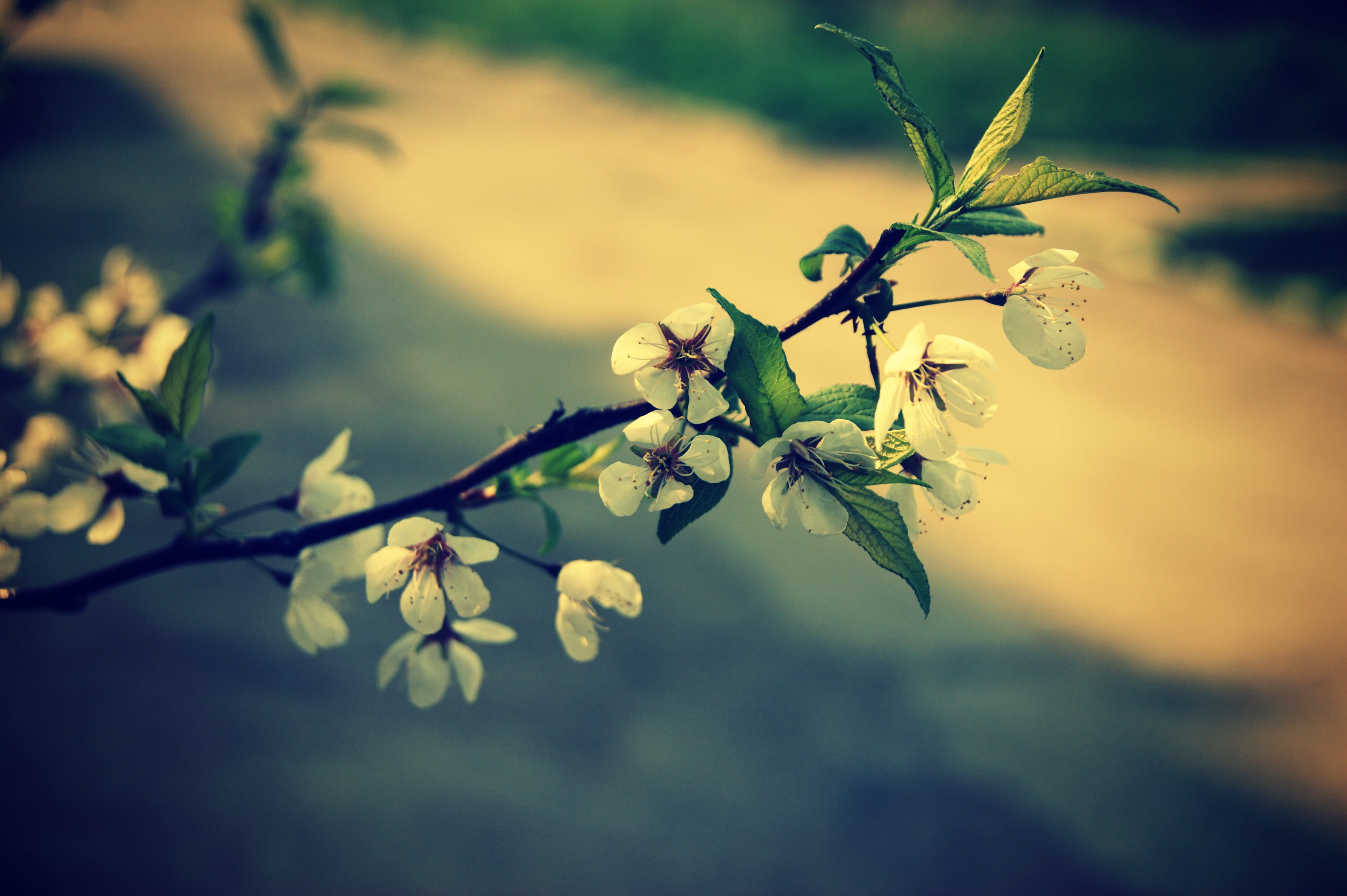 Природа, пейзаж Весна цветы, белые красивые обои рабочий стол