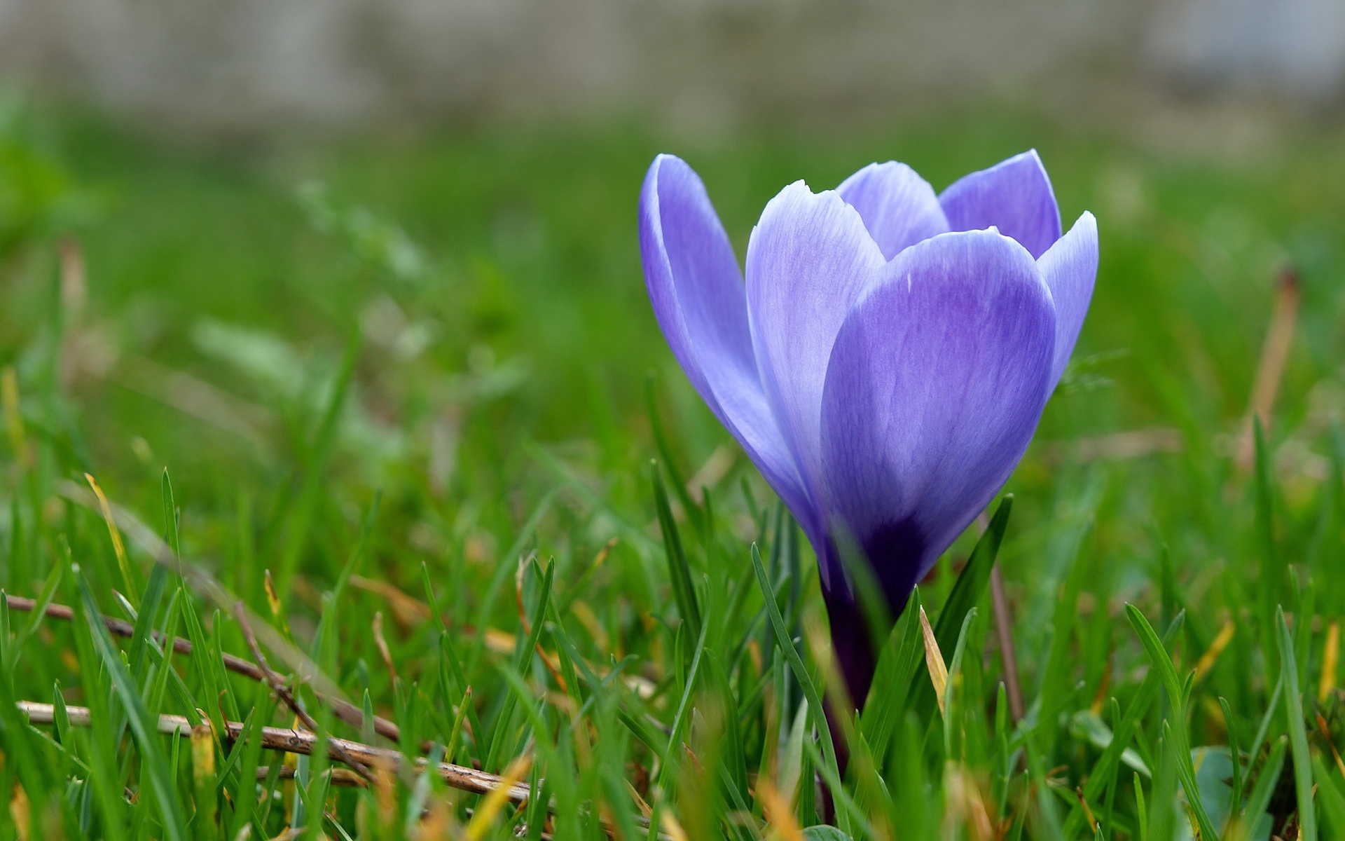 Природа, пейзаж Весна крокус, первоцвет, синий, цветок, трава красивые обои рабочий стол