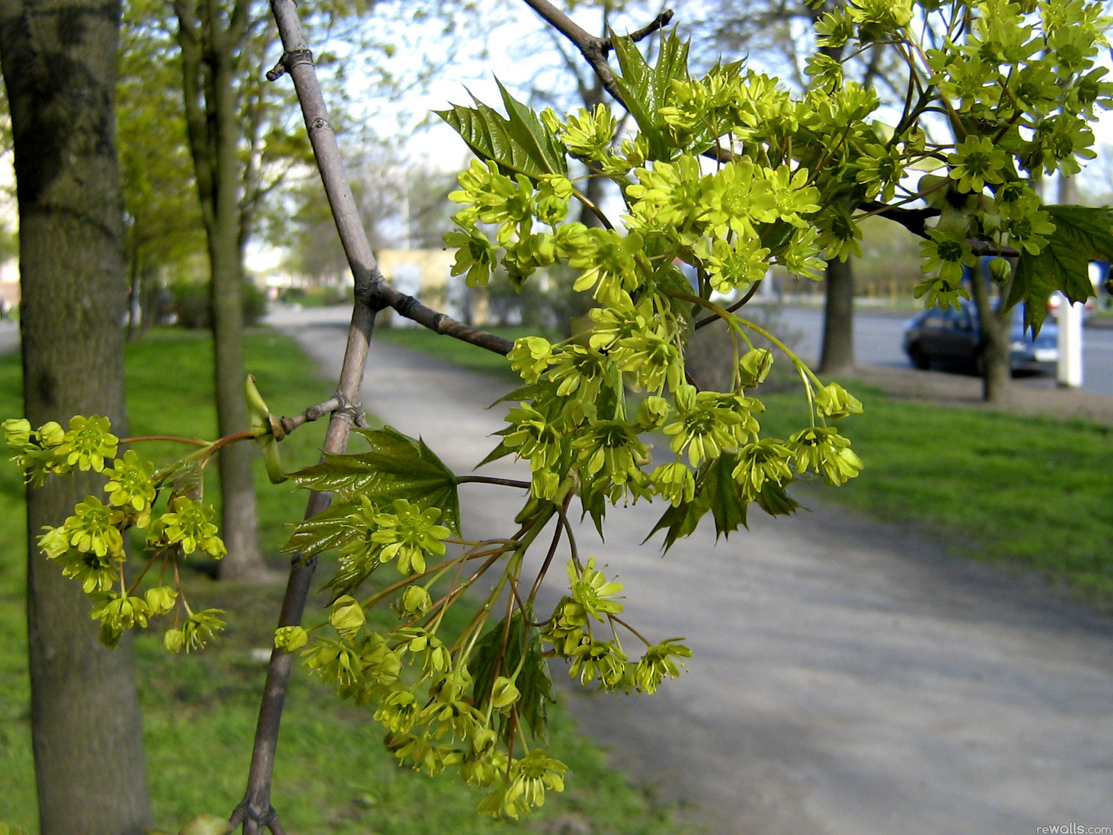 Природа, пейзаж Весна город, дерево красивые обои рабочий стол