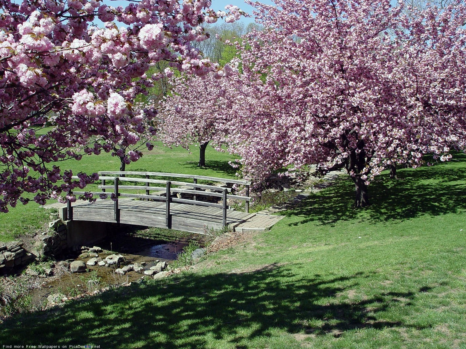 Природа, пейзаж Весна сакура, мост, цветы, япония красивые обои рабочий стол