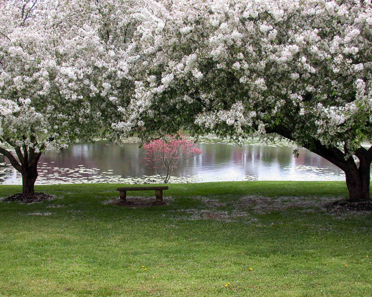 Природа, пейзаж Весна лавочка, сад, цветы, ветки, цветение красивые обои рабочий стол