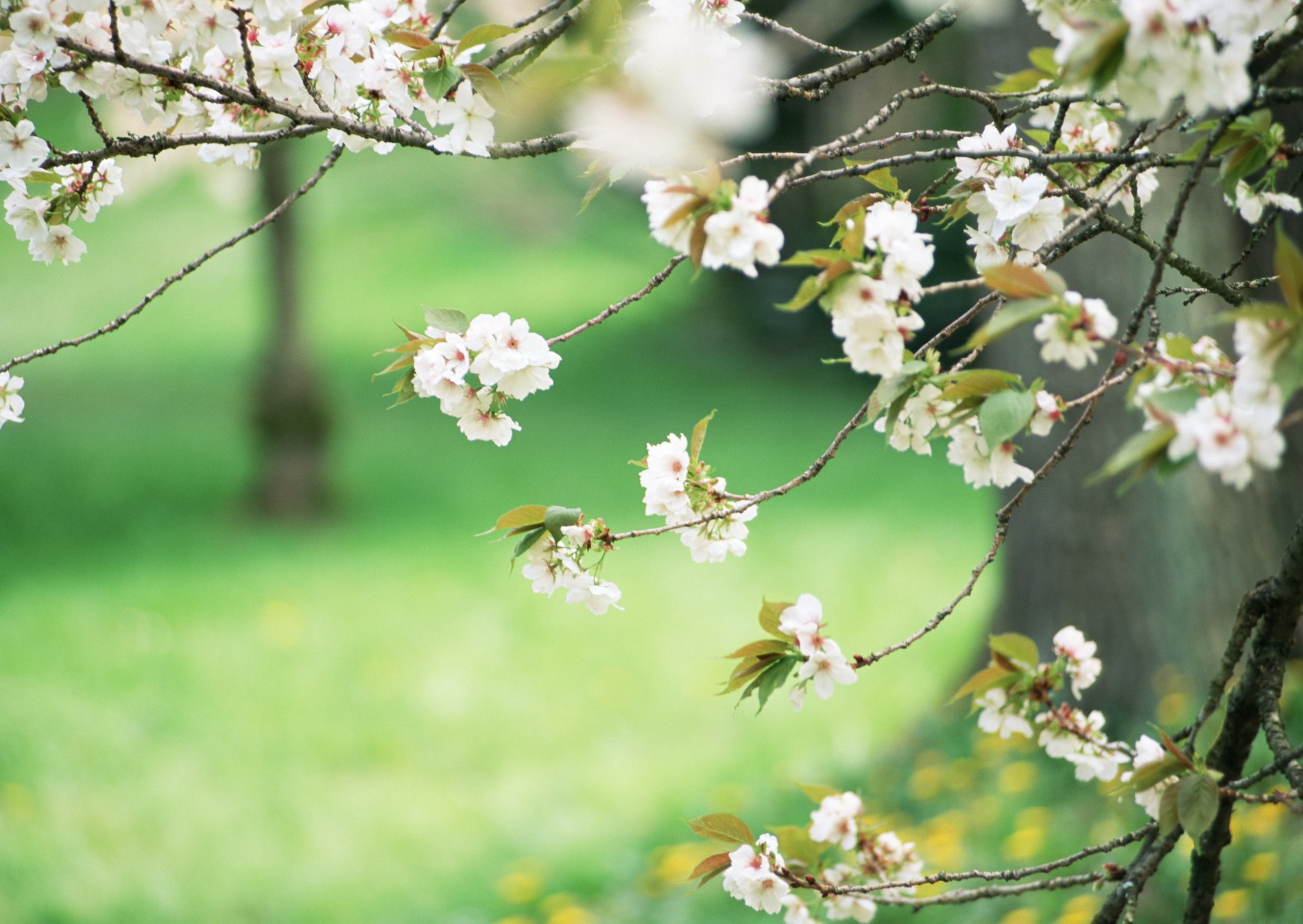 Природа, пейзаж Весна белые цветы, зелень, деревья красивые обои рабочий стол