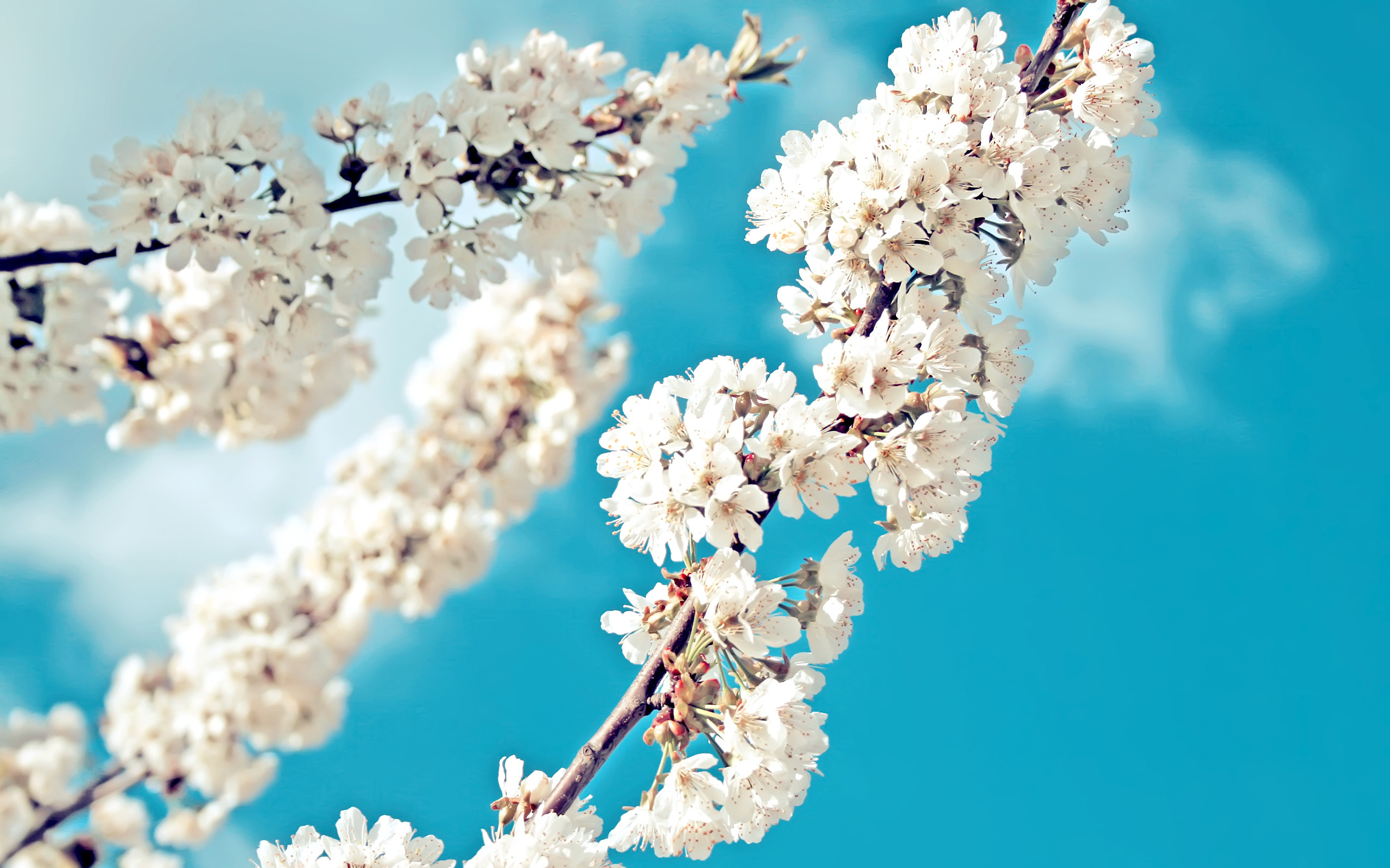 Природа, пейзаж Весна Ветка, цветы, сад, небо красивые обои рабочий стол