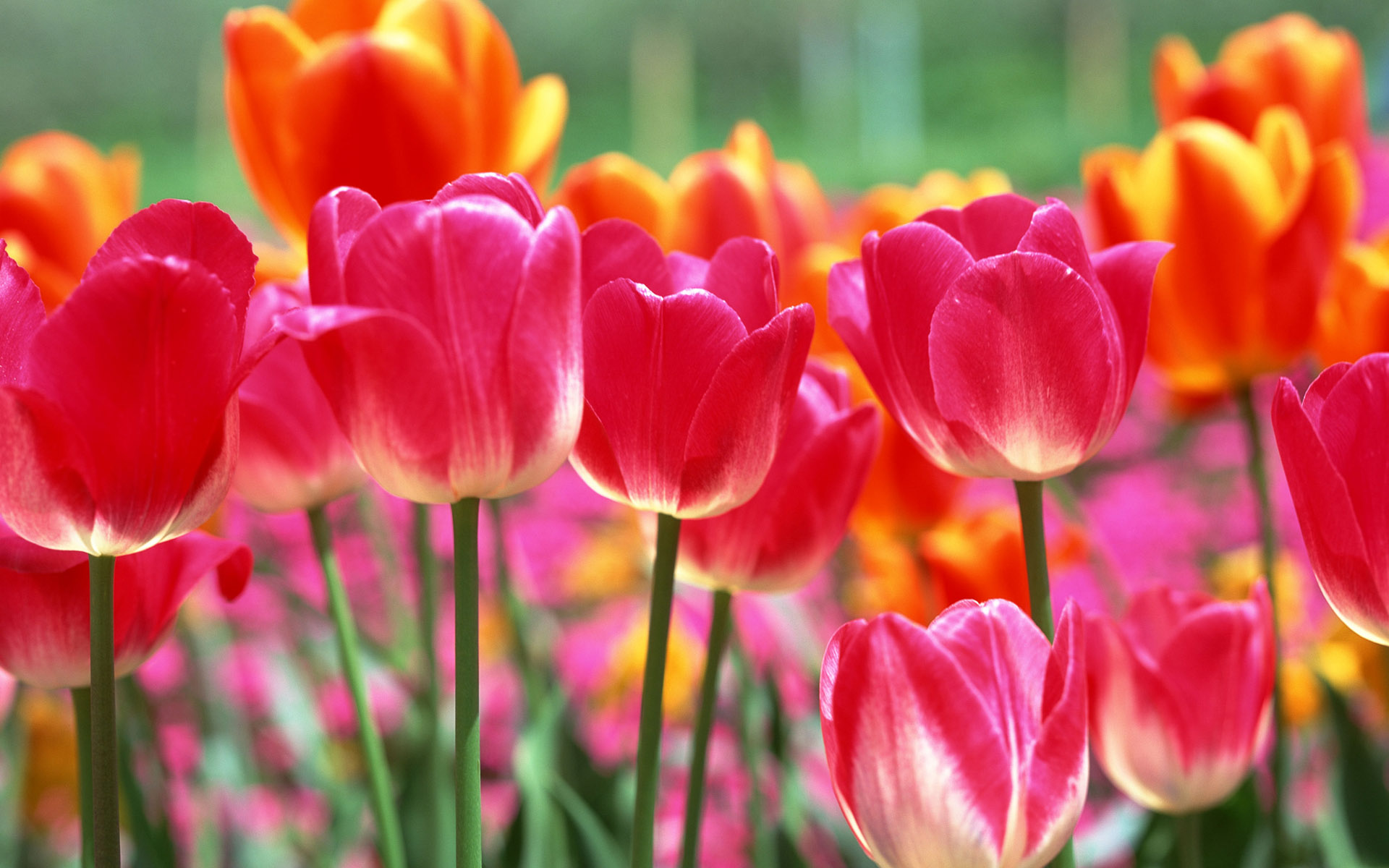 Природа, пейзаж Весна цветы, тюльпаны красивые обои рабочий стол