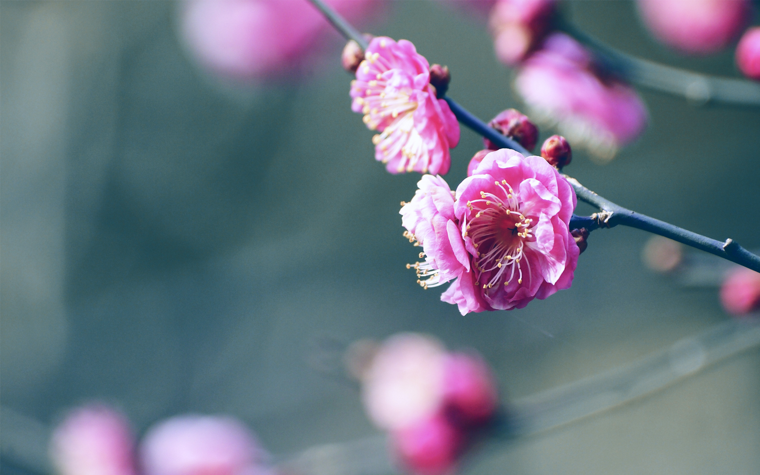 Природа, пейзаж Весна сакура, цветы красивые обои рабочий стол