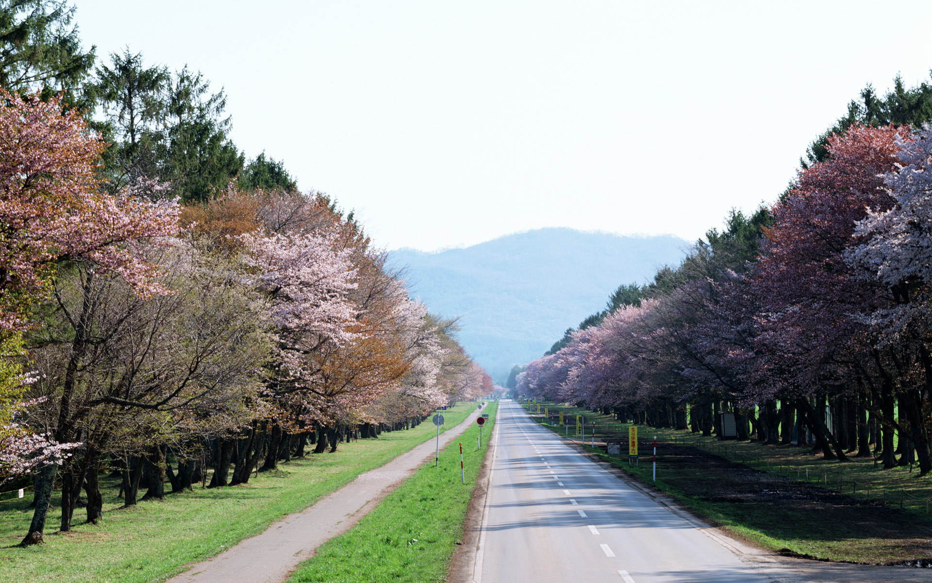 Природа, пейзаж Весна дорога, знаки, япония, деревья, сакура красивые обои рабочий стол