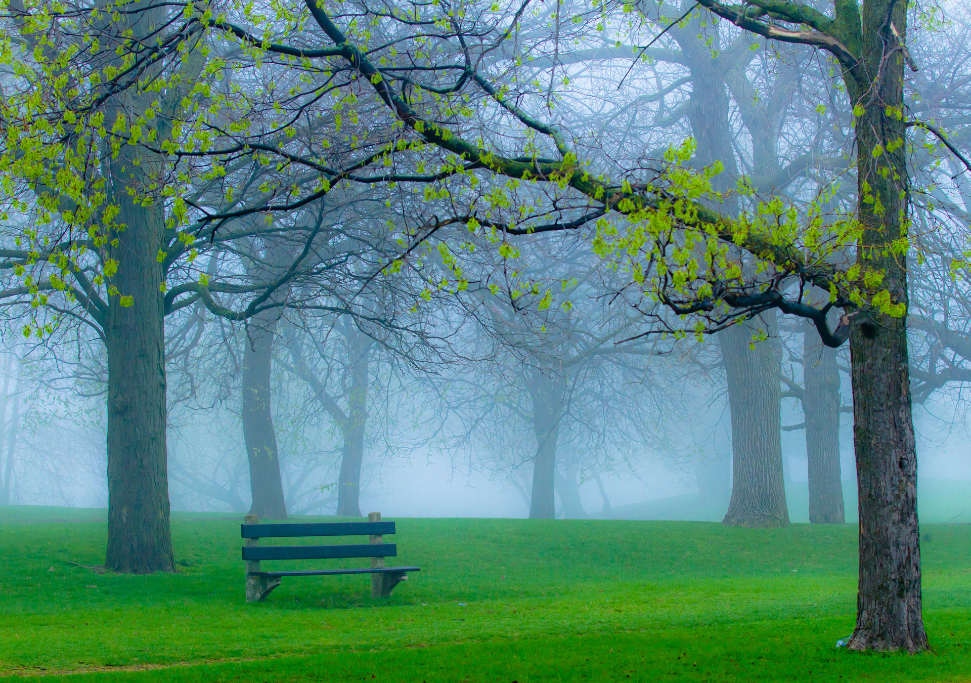 Природа, пейзаж Весна парк, туман, трава, ветки красивые обои рабочий стол