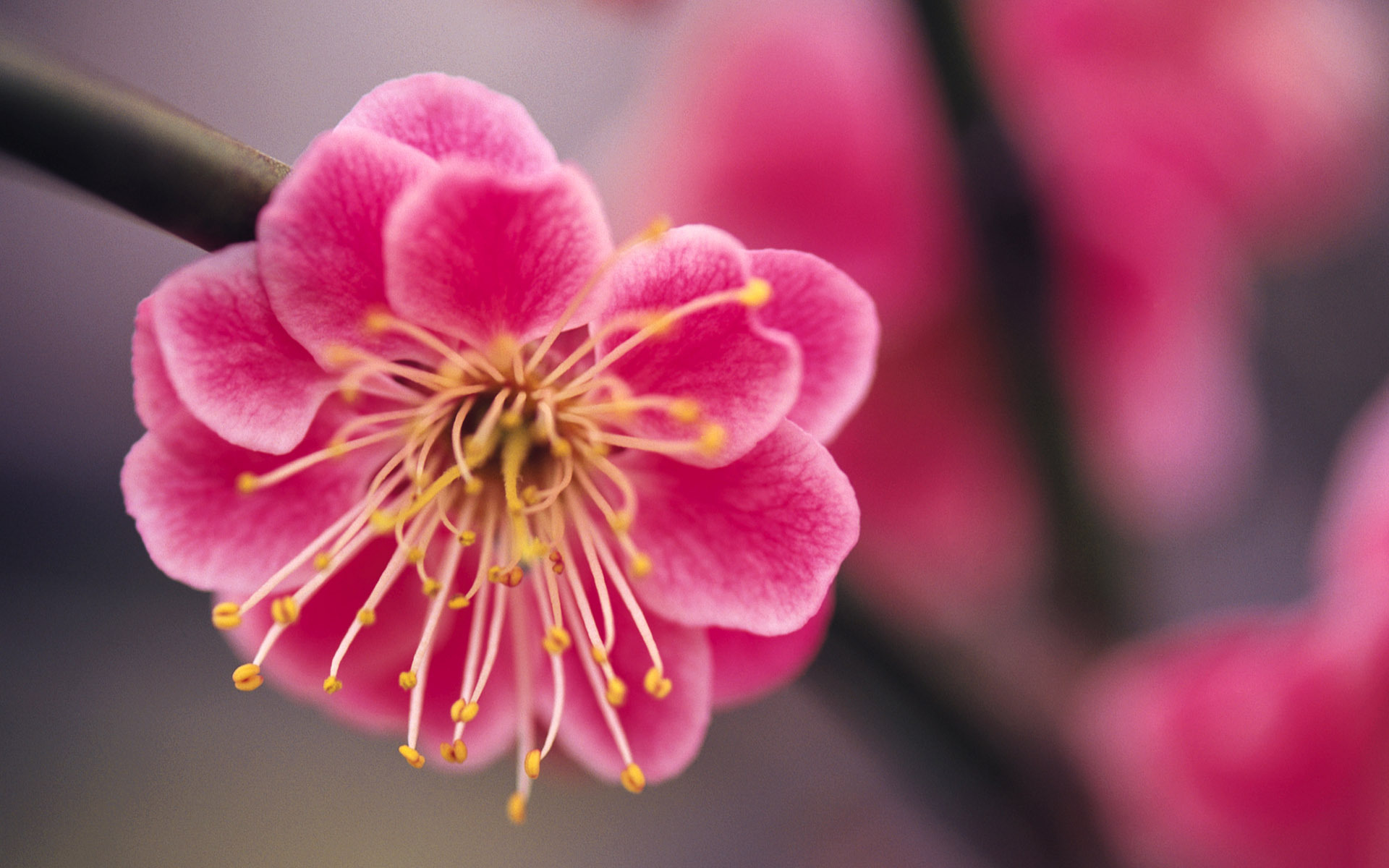 Природа, пейзаж Весна цветок, розовый, сакура, ветка красивые обои рабочий стол