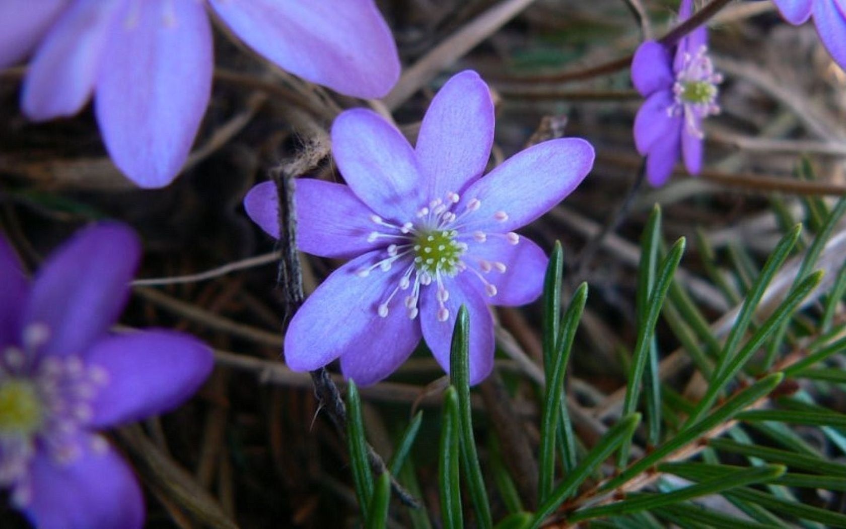 Природа, пейзаж Весна цветы, фиолетовый красивые обои рабочий стол