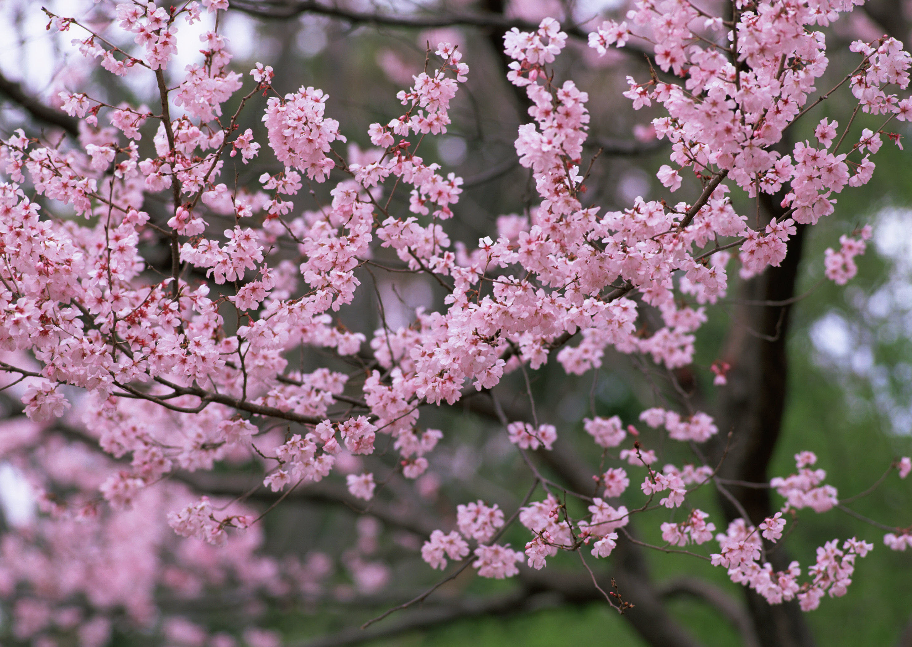 Природа, пейзаж Весна сакура, розовые, цветы, лепестки, деревья красивые обои рабочий стол