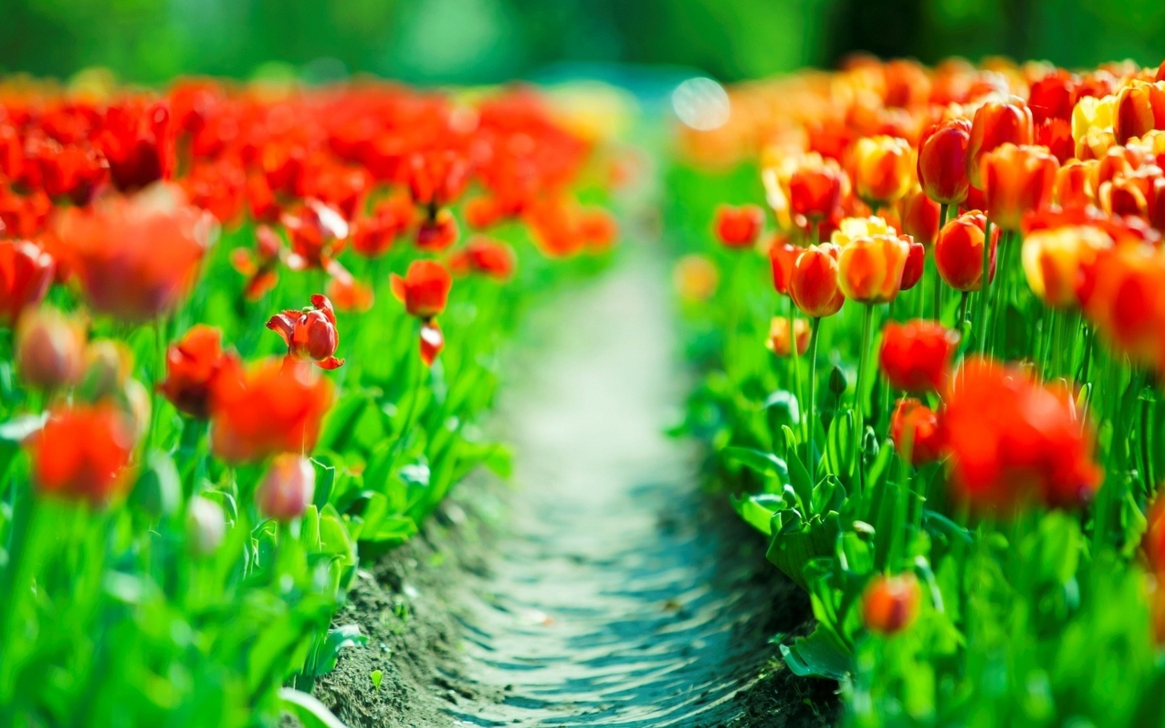 Природа, пейзаж Весна плантация, тюльпаны, красный, тропа красивые обои рабочий стол