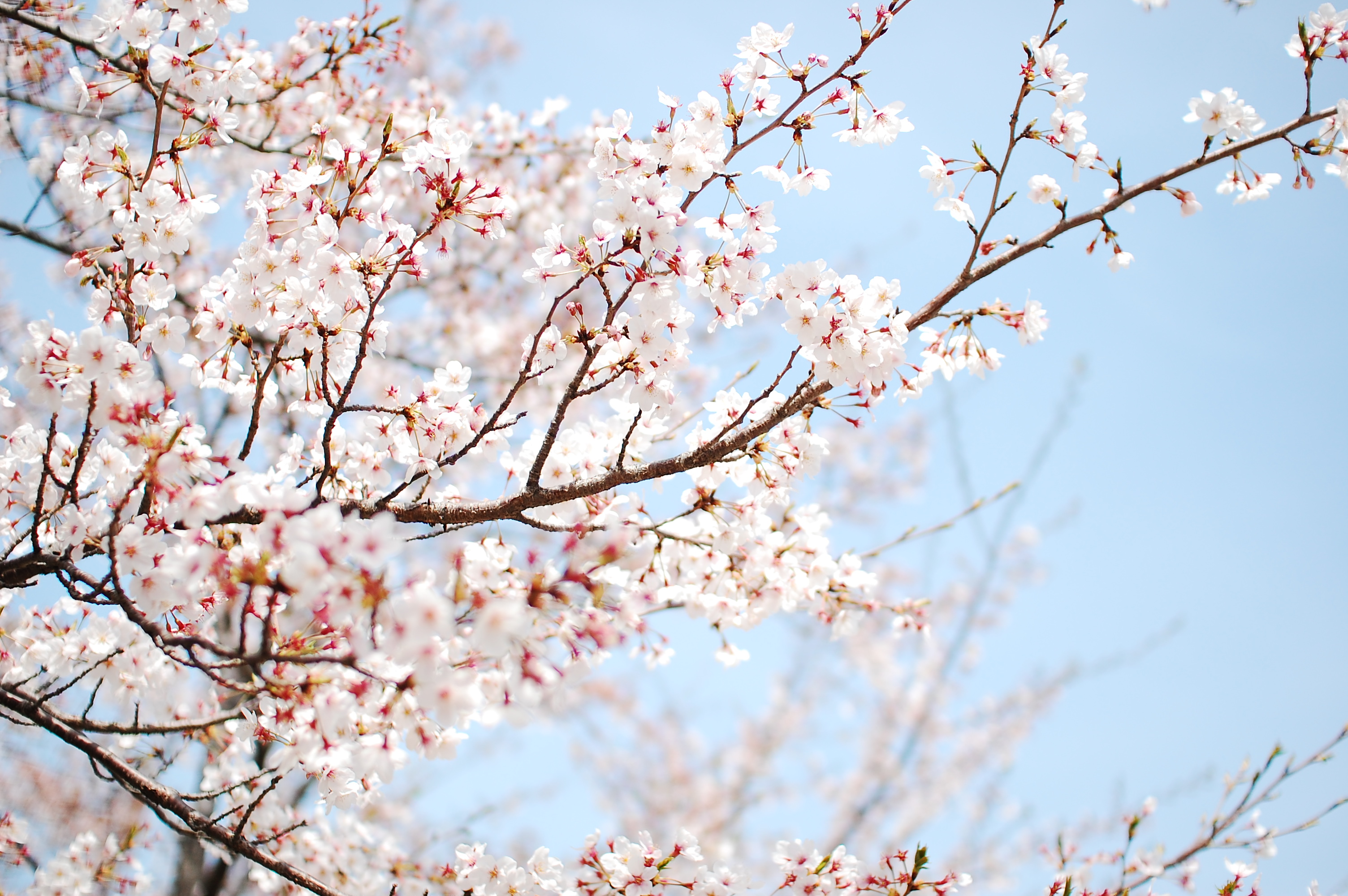 Природа, пейзаж Весна дерево, цветение красивые обои рабочий стол