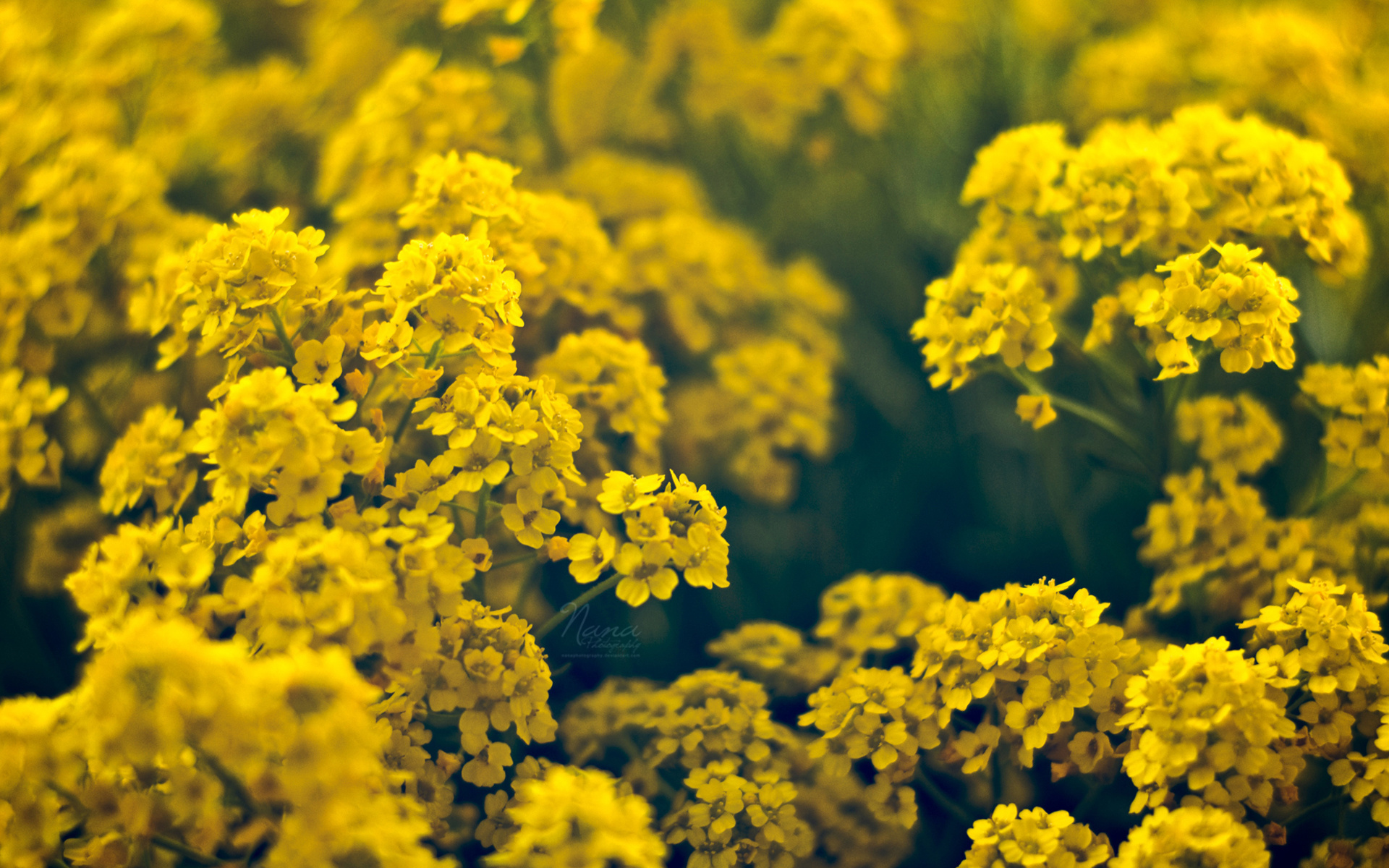Природа, пейзаж Весна цветы, жёлтые красивые обои рабочий стол