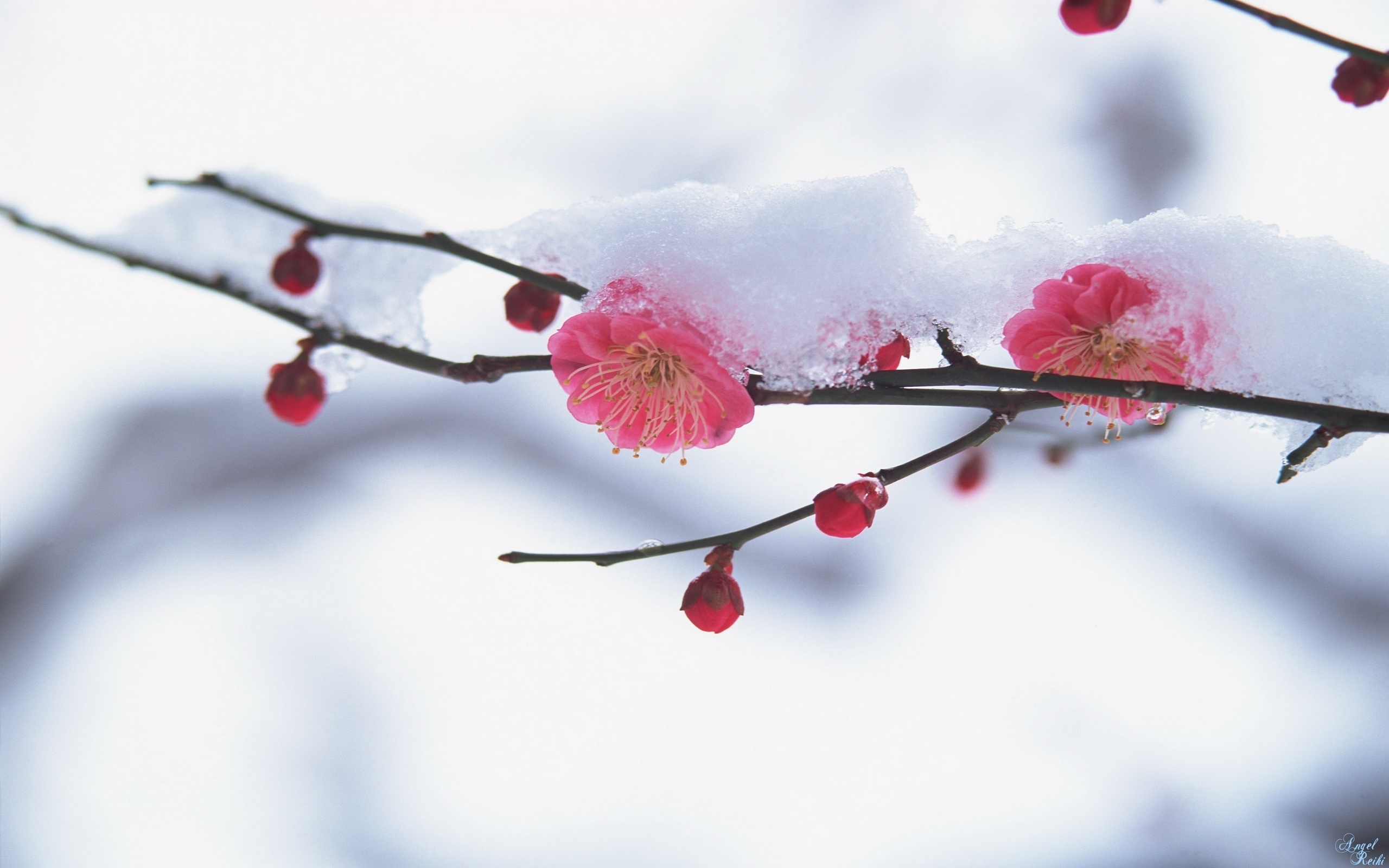 Природа, пейзаж Весна япония, сакура, ветвь, снег красивые обои рабочий стол