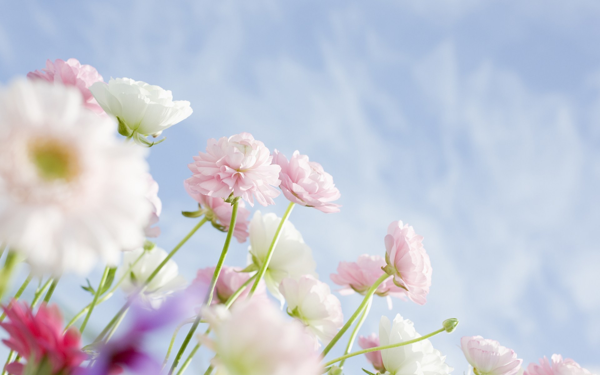Природа, пейзаж Весна цветы, белые, розовые, небо красивые обои рабочий стол