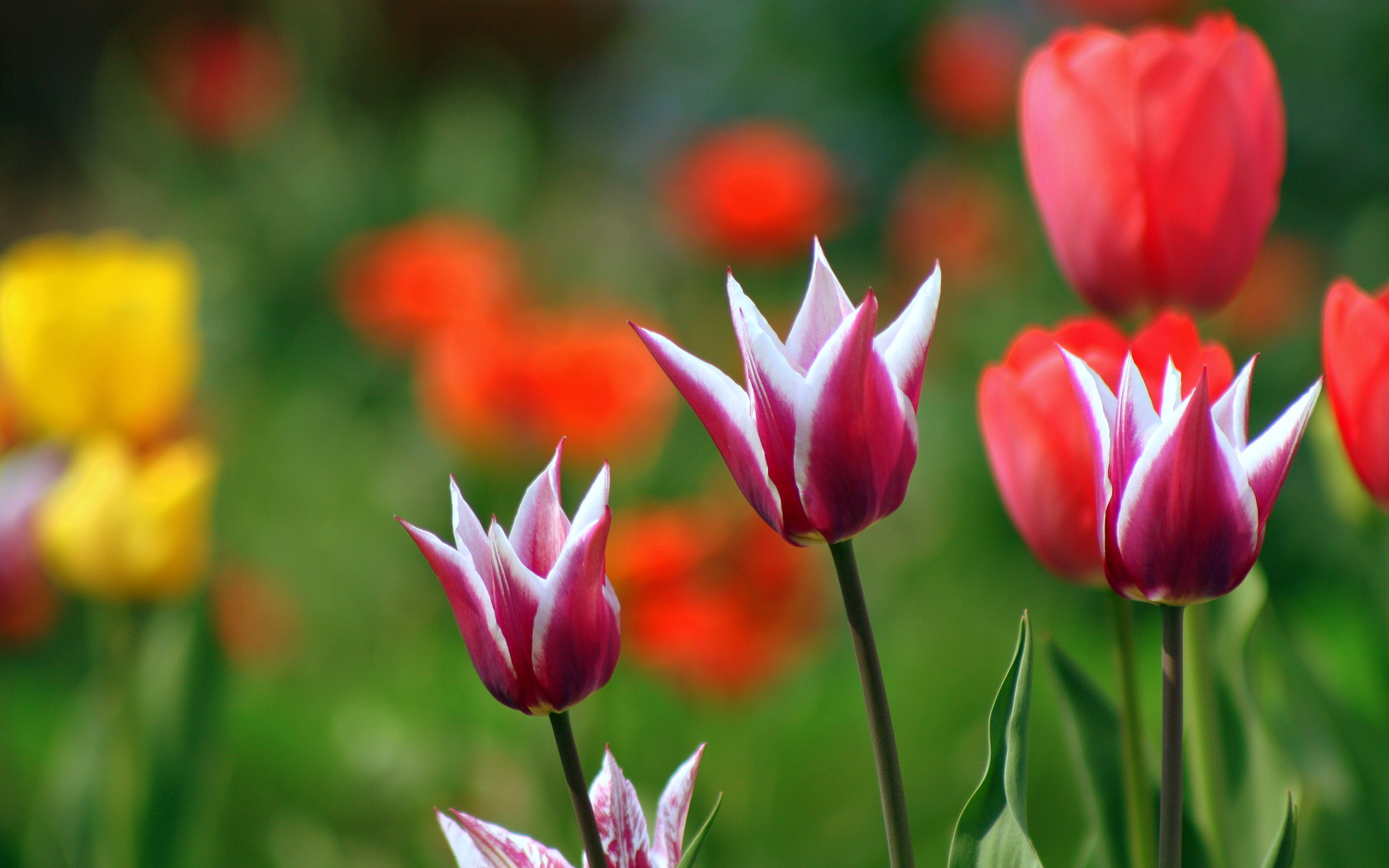 Природа, пейзаж Весна растения, тюльпаны красивые обои рабочий стол