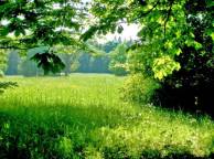 Девушка Лето зелень, деревья, трава, тени, солнечный день обои рабочий стол